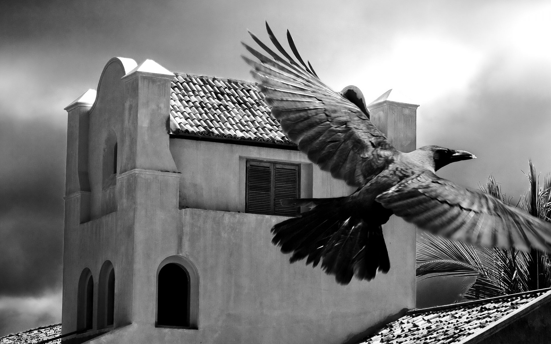 blanco y negro pájaro palma edificio