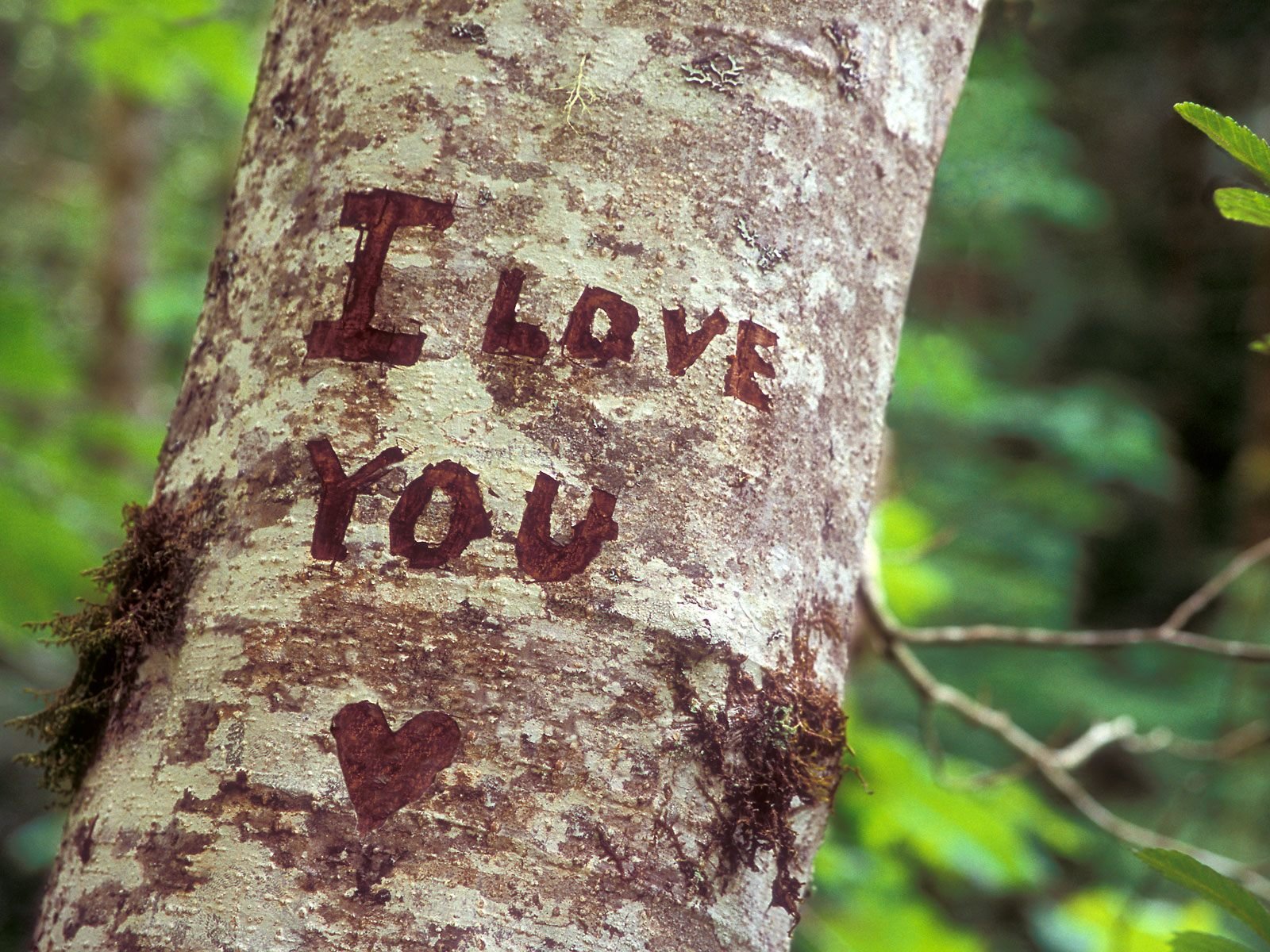 riconoscimento albero sentimenti