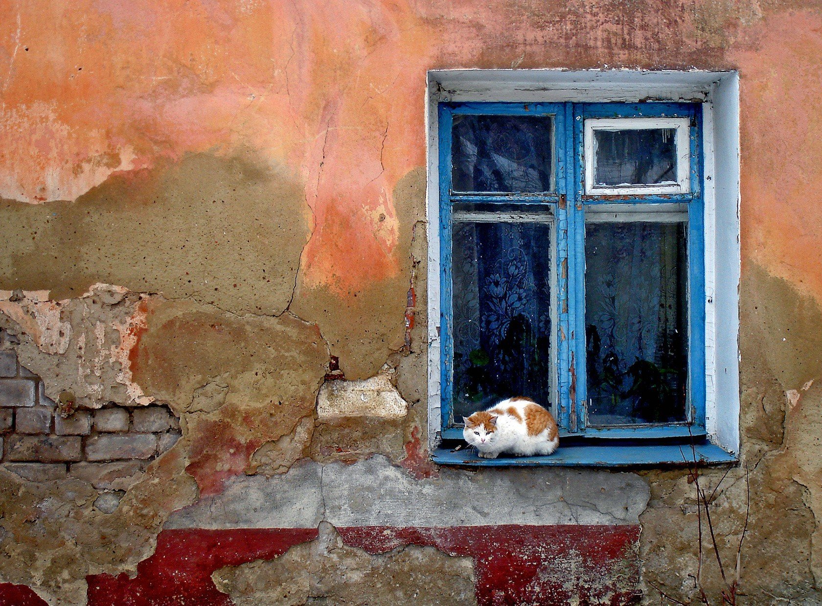 wand fenster katze verwüstung