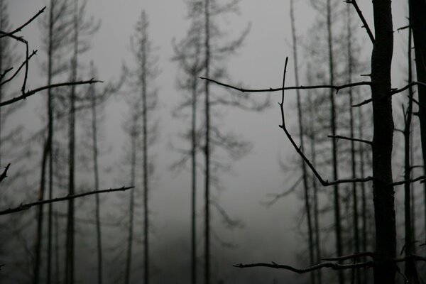 Photo fog in the forest trees