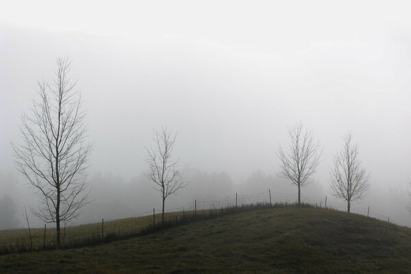 Foto niebla cerca árboles otoño