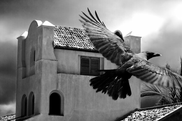 Pájaro negro contra un edificio blanco