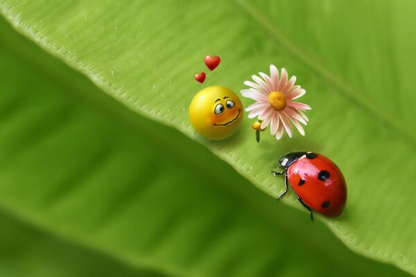 Coccinella, Margherita e faccina sorridente situata su una foglia