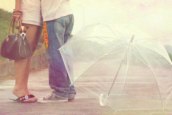 Lovers kiss. Large transparent umbrella