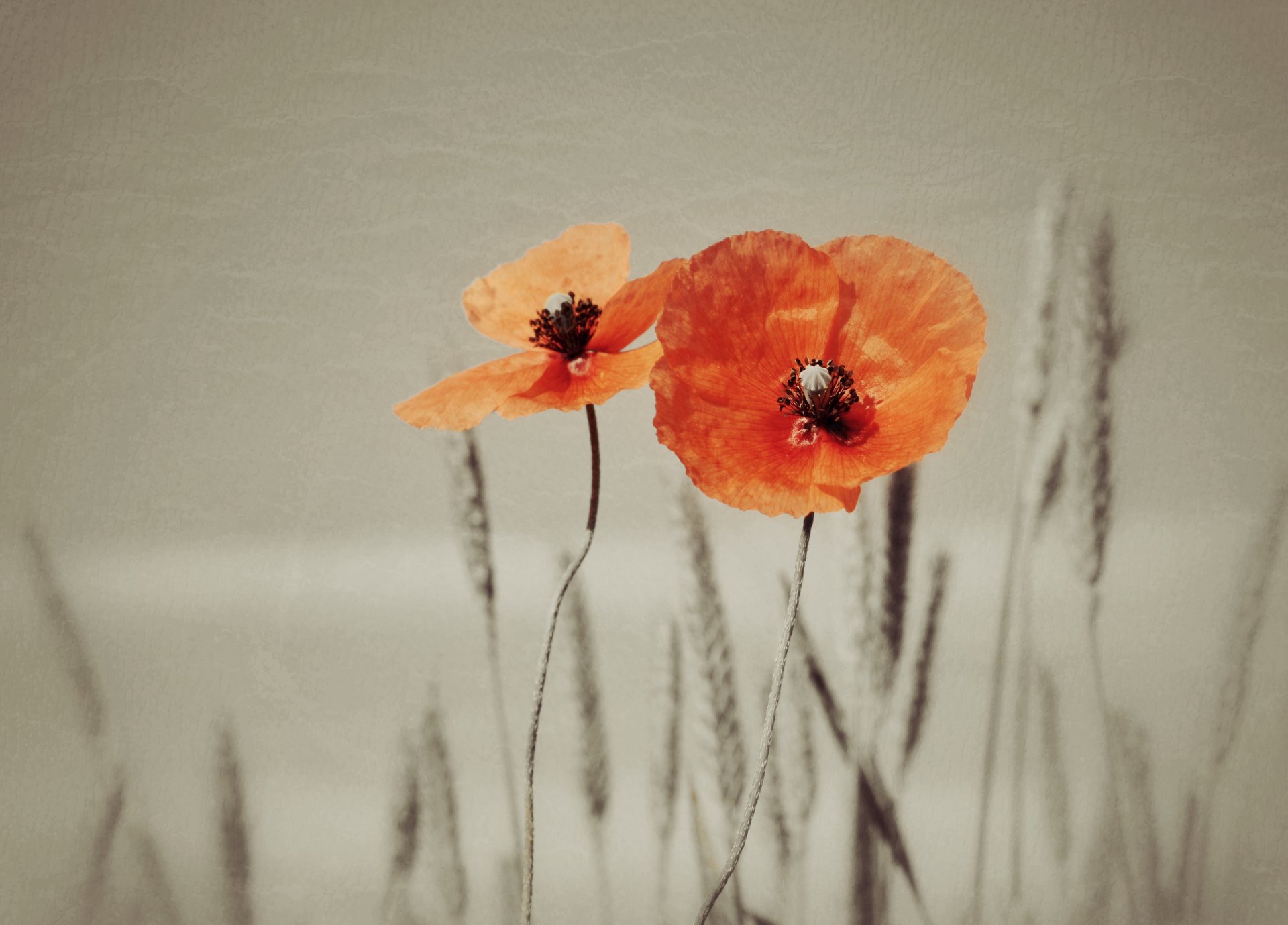 amapolas naturaleza textura