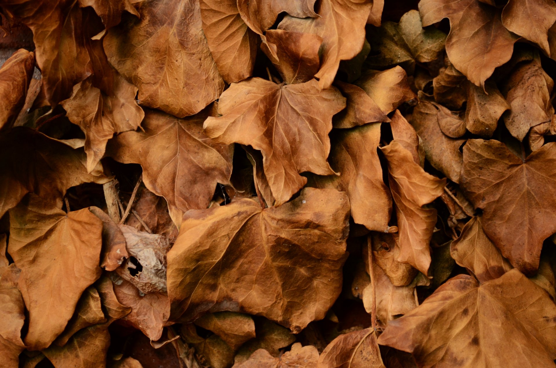 hojas secas otoño