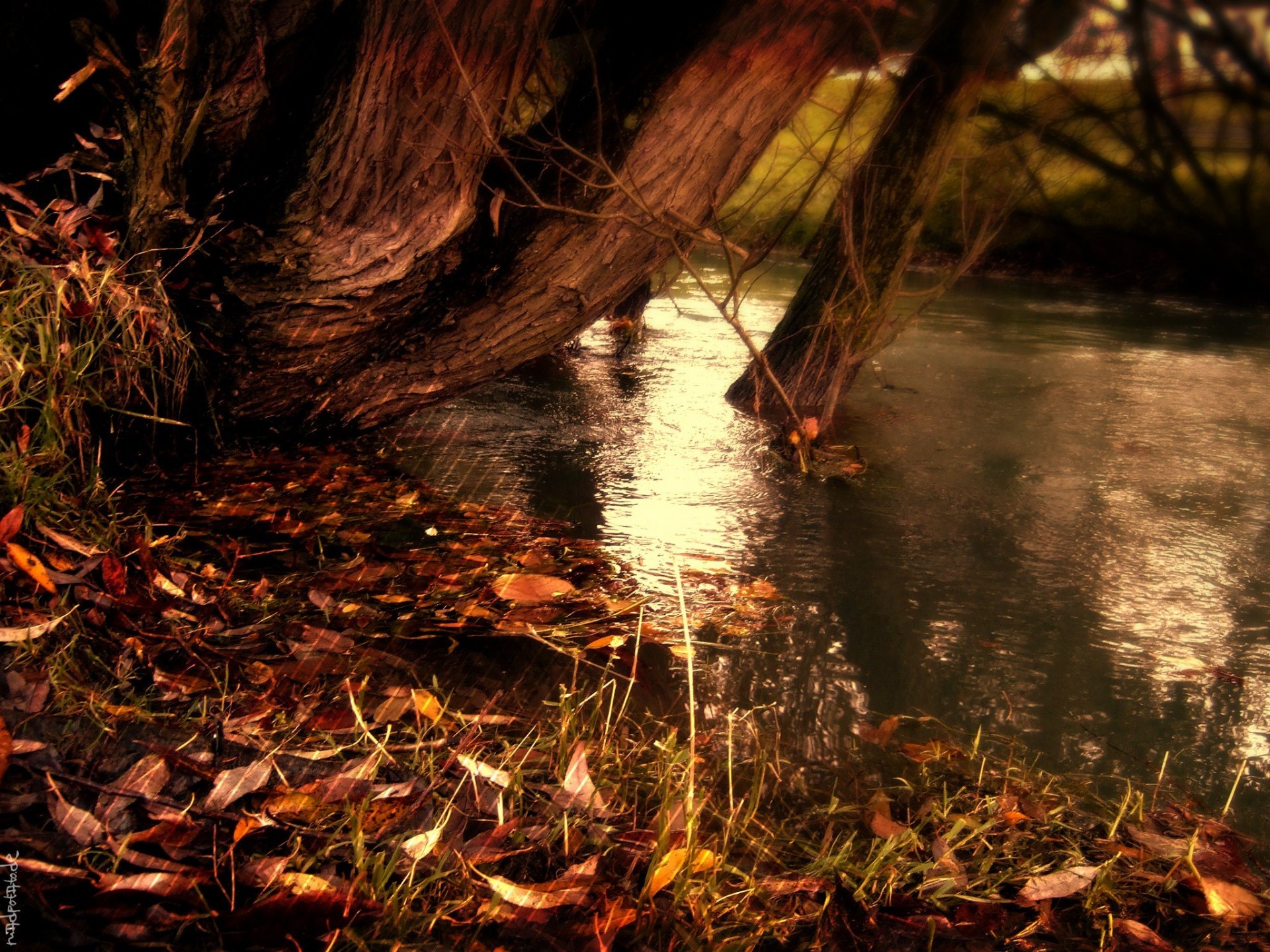 nature autumn of the strip strips yellow fallen leaves river water lake