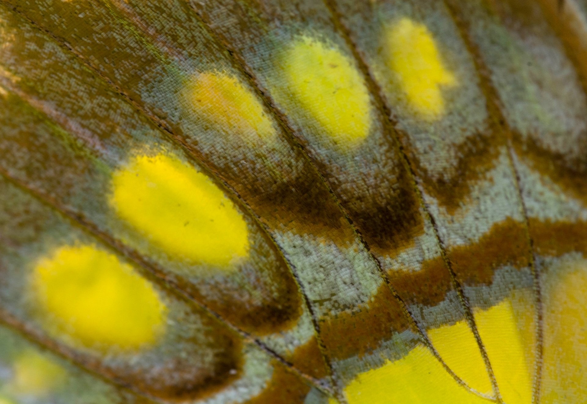 aile de papillon papillon aile macro texture