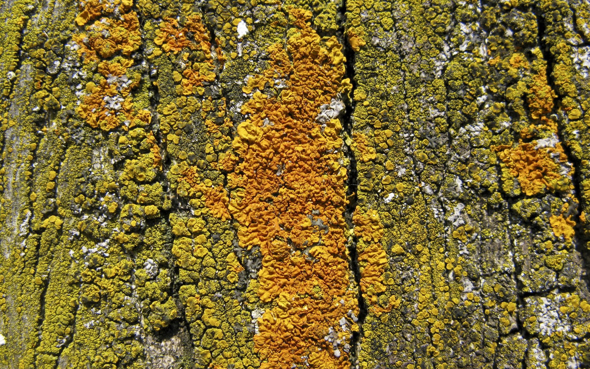 baum rinde hintergrund