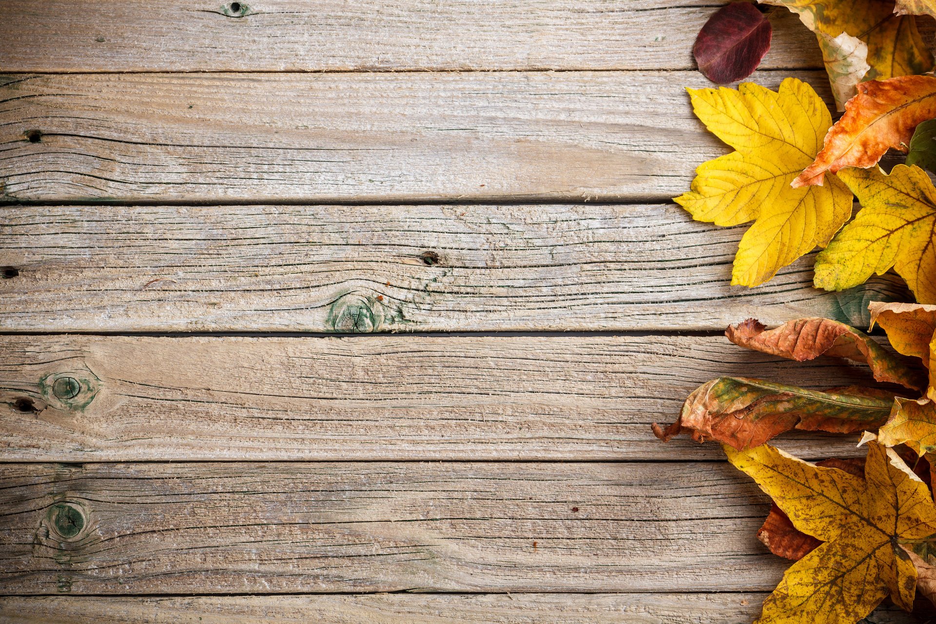 autumn leaves colorful wood textures background autumn leave