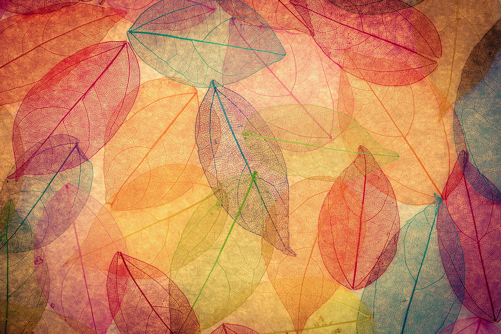 autumn leaves transparent abstract colorful autumn background