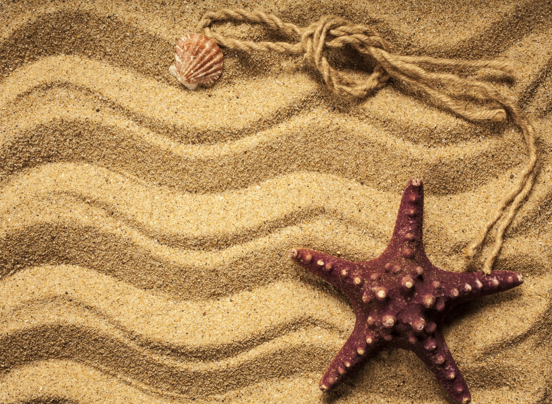 and texture beach marine stars shells starfish