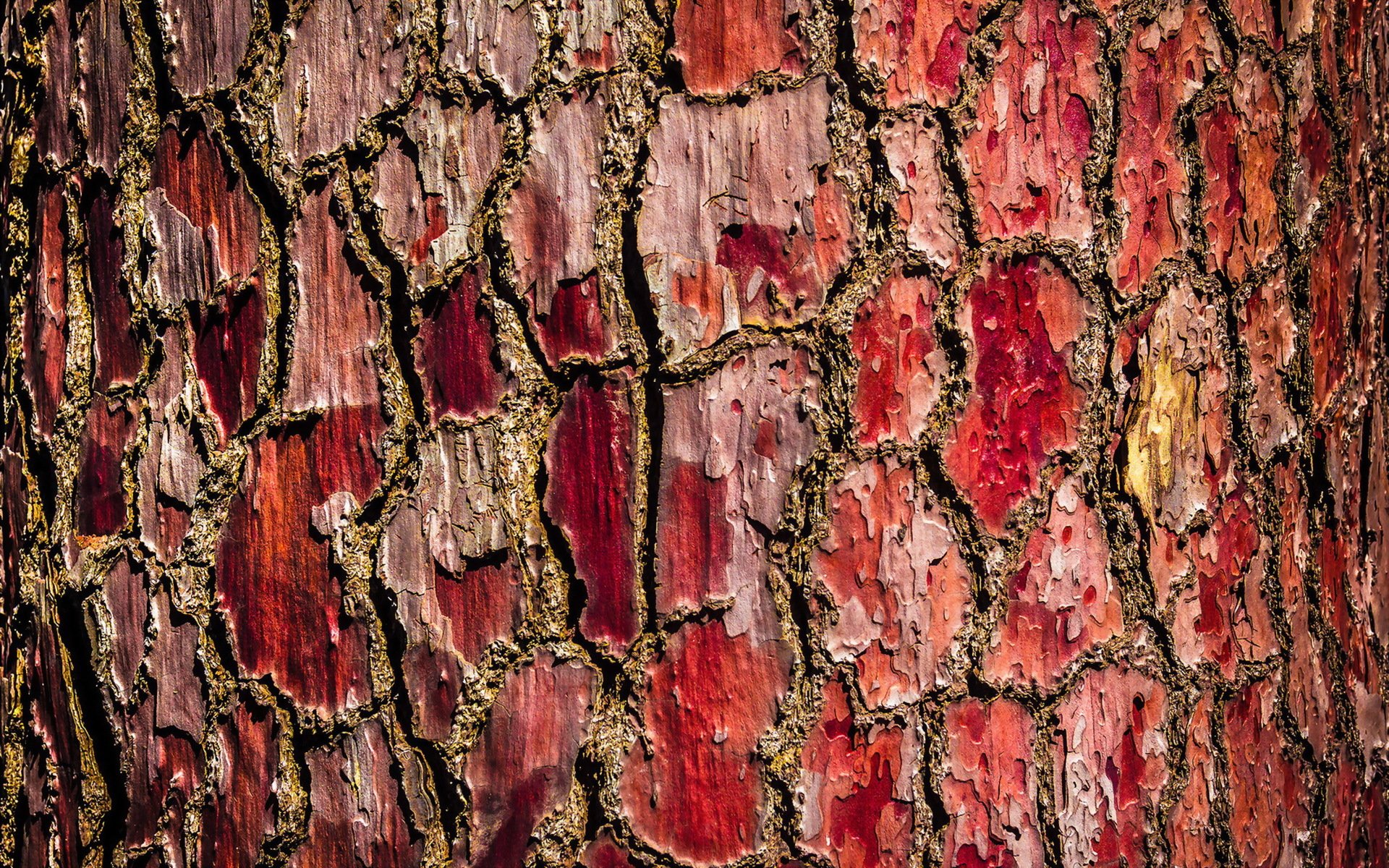 albero corteccia sfondo