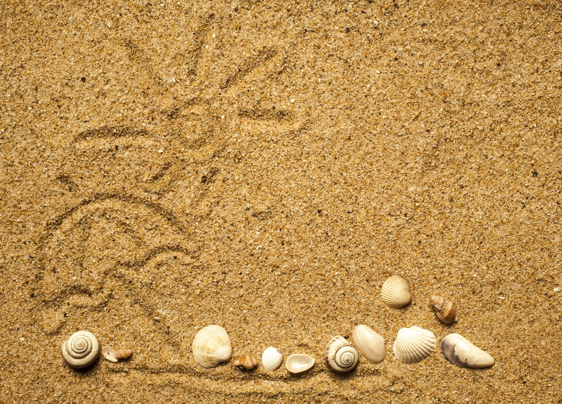 and texture beach marine seashells shell sand