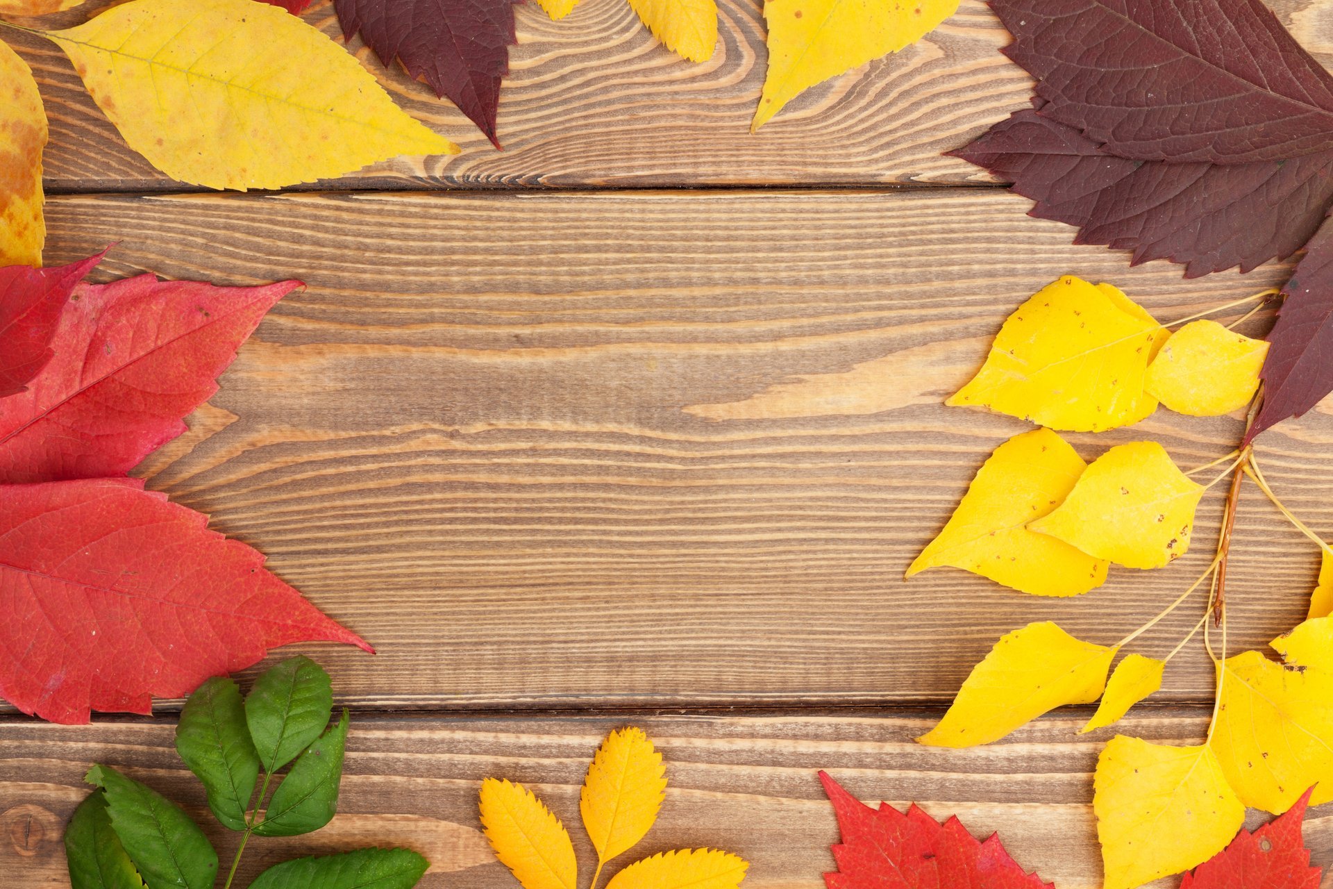 autumn leaves colorful wood textures autumn leave