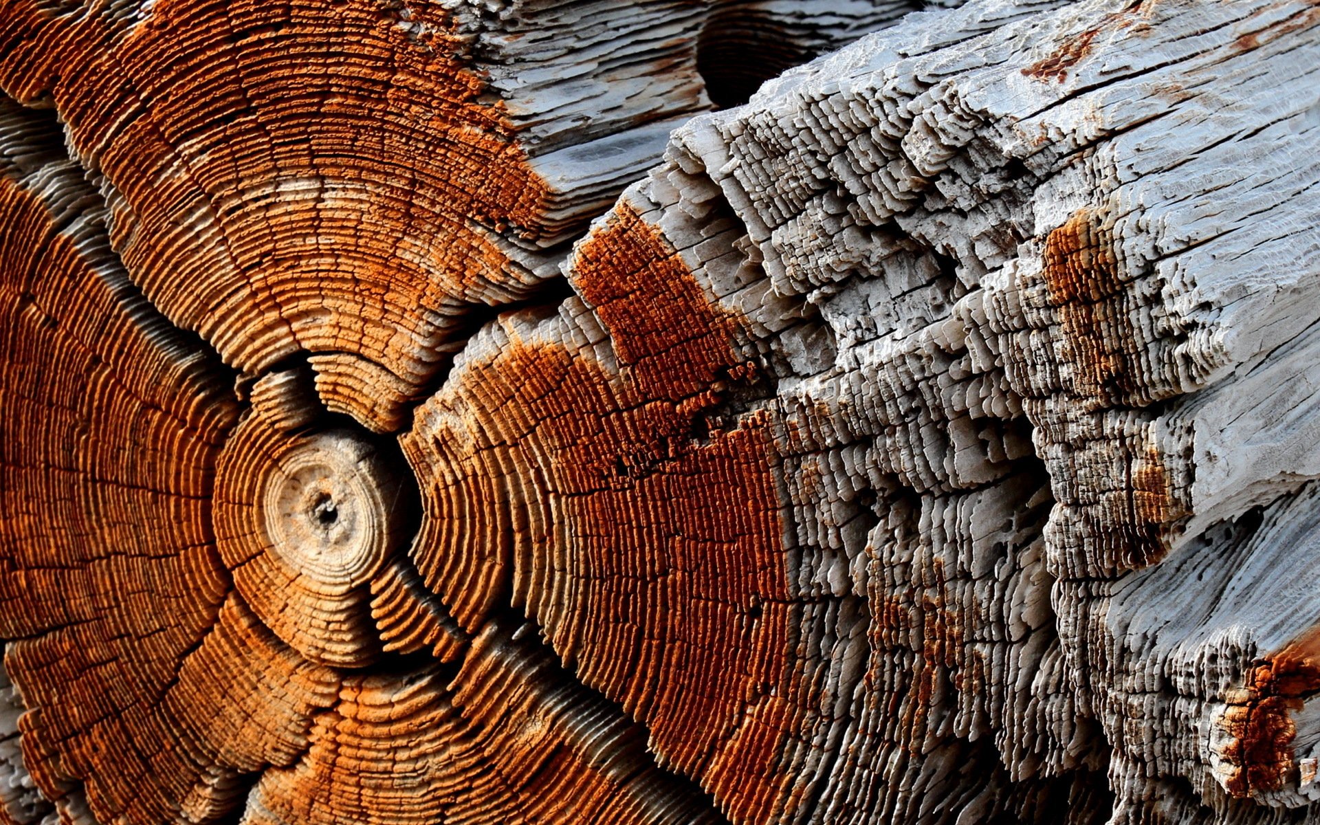 baumstamm baum hintergrund