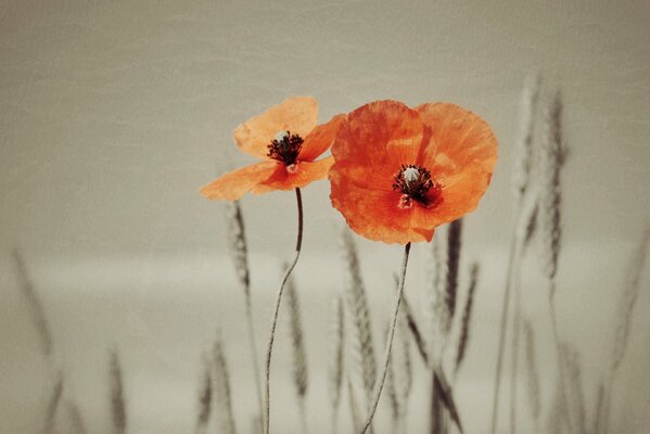 Amapolas en medio de espiguillas grises