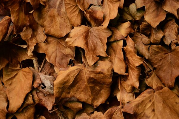 Dry autumn leaves of different sizes