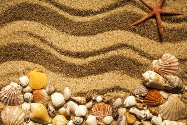 Muscheln und Sterne im Sand