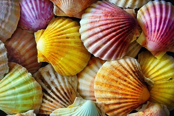 Helle, große, mehrfarbige Muscheln