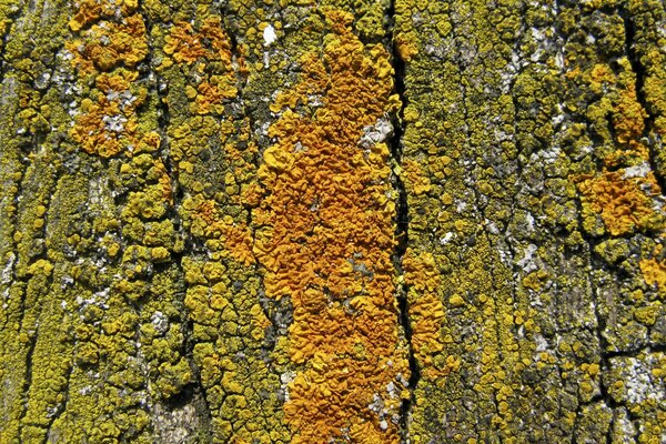 Corteza de árbol viejo cubierta de musgo