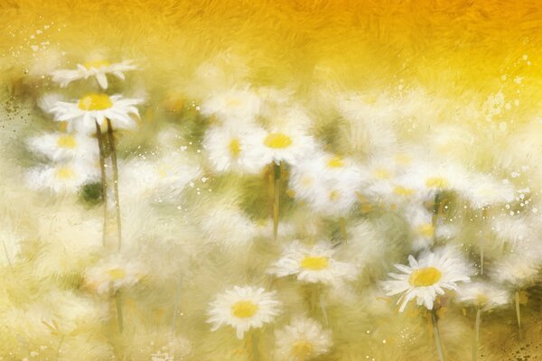 Summer , snow - white daisies in the meadow