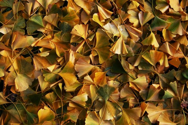 Trockene gefallene Herbstblätter