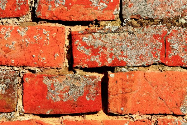 Pared de textura de ladrillo rojo