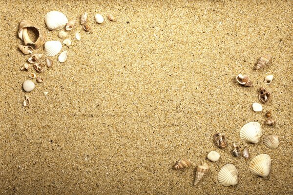 Muscheln in verschiedenen Formen im Sand