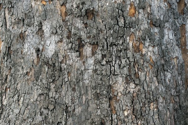 Écorce grise d un vieil arbre