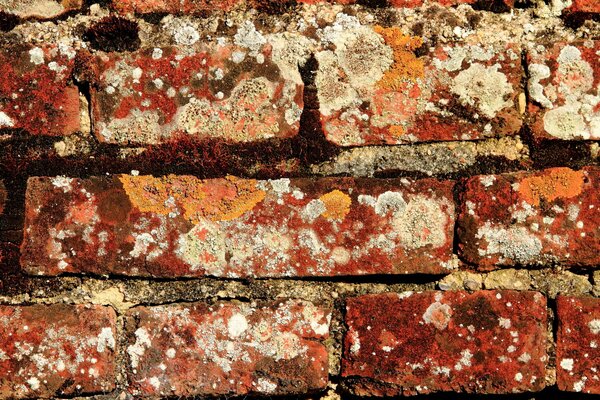 Brick wall with traces of mold