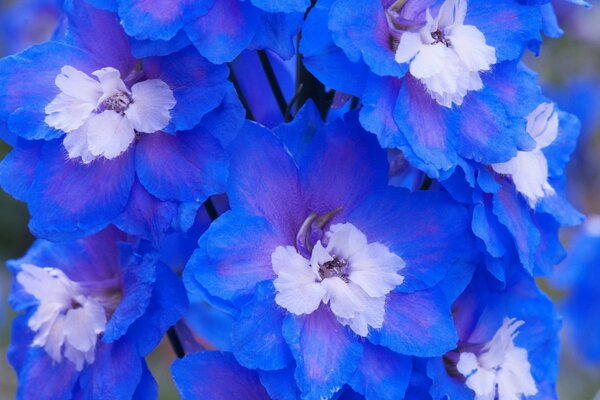 Flores azules cerca de la pantalla