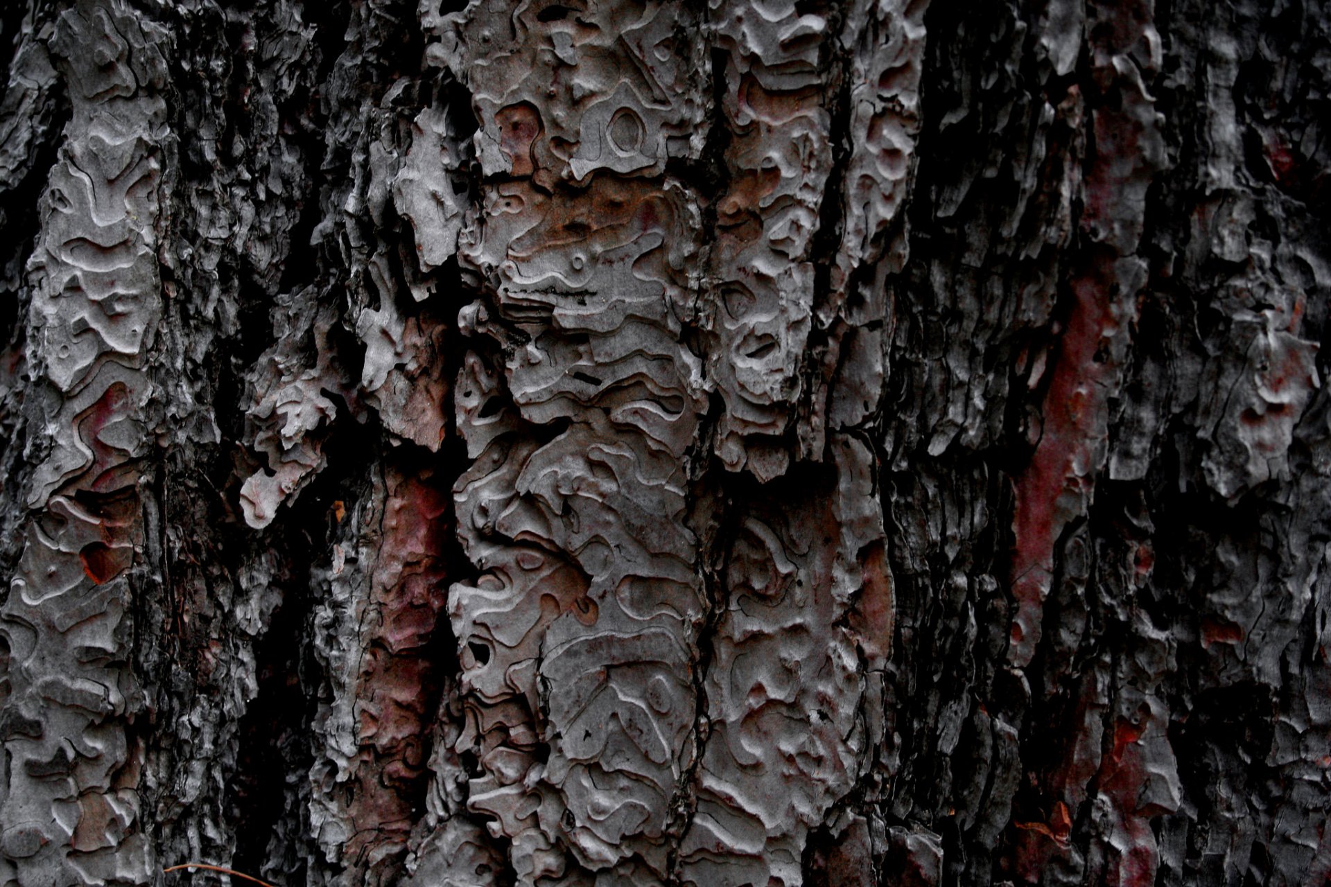 bark tree textures background