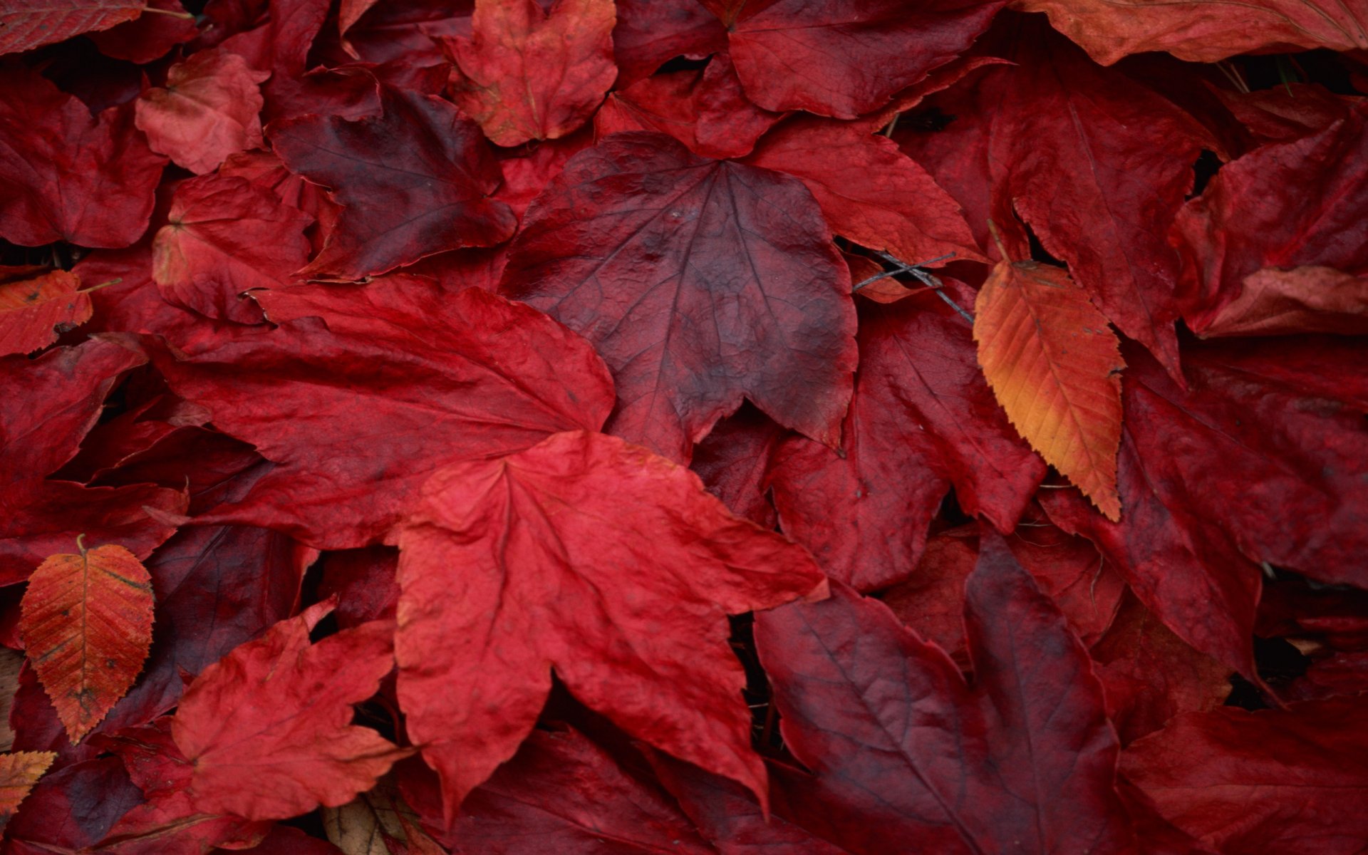 rosso acero foglie