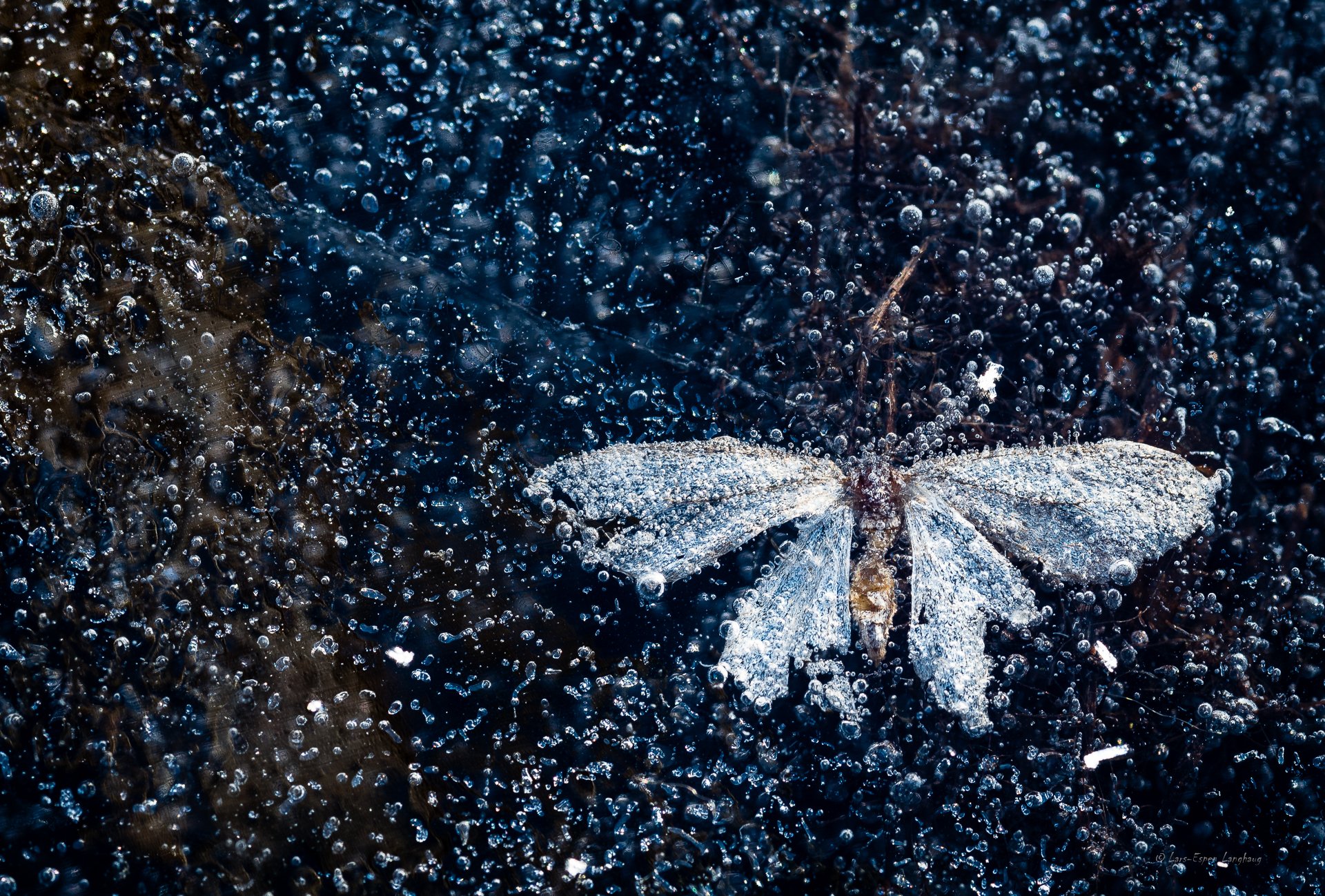 lód pęcherzyki powietrza motyl