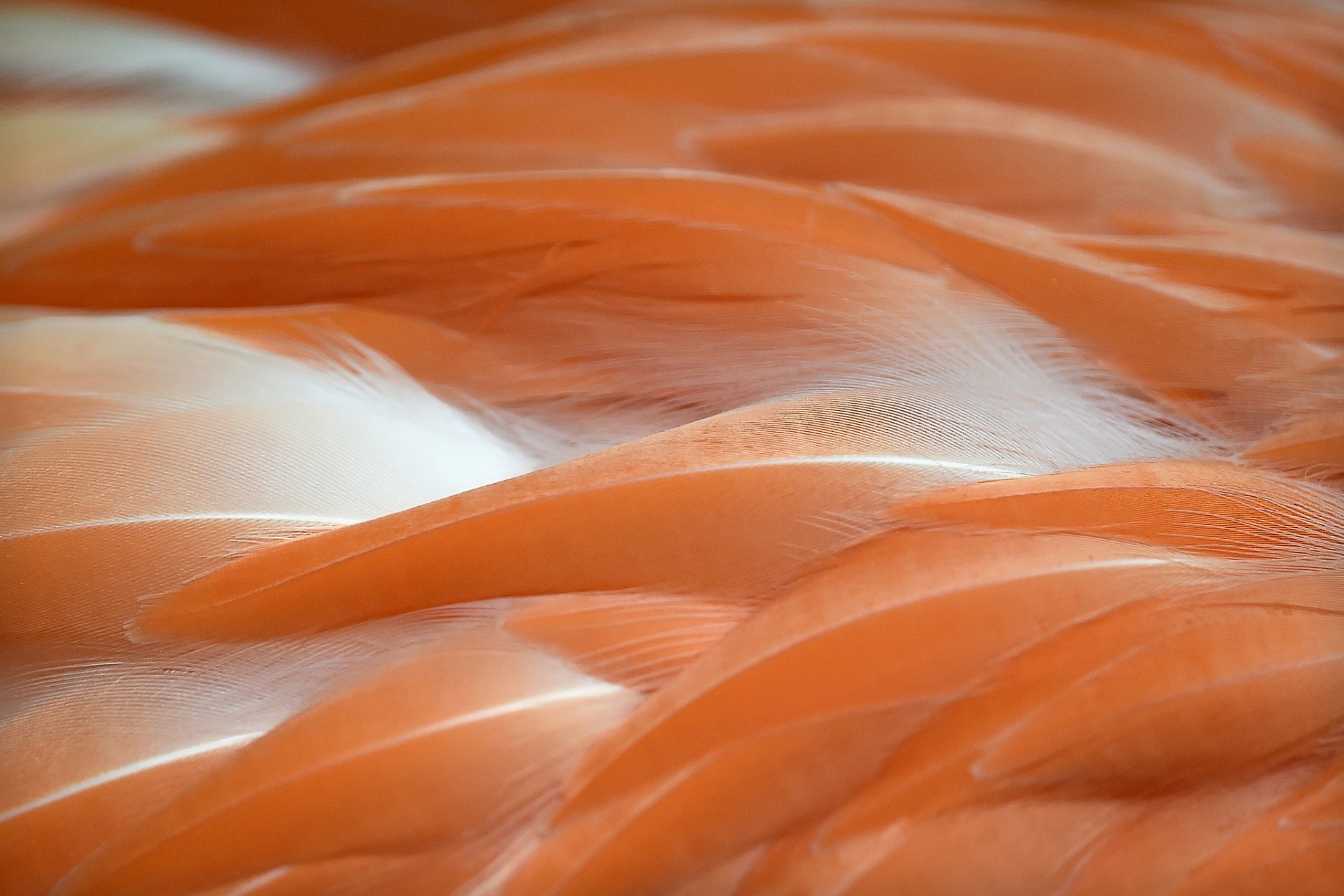 flamencos plumas color