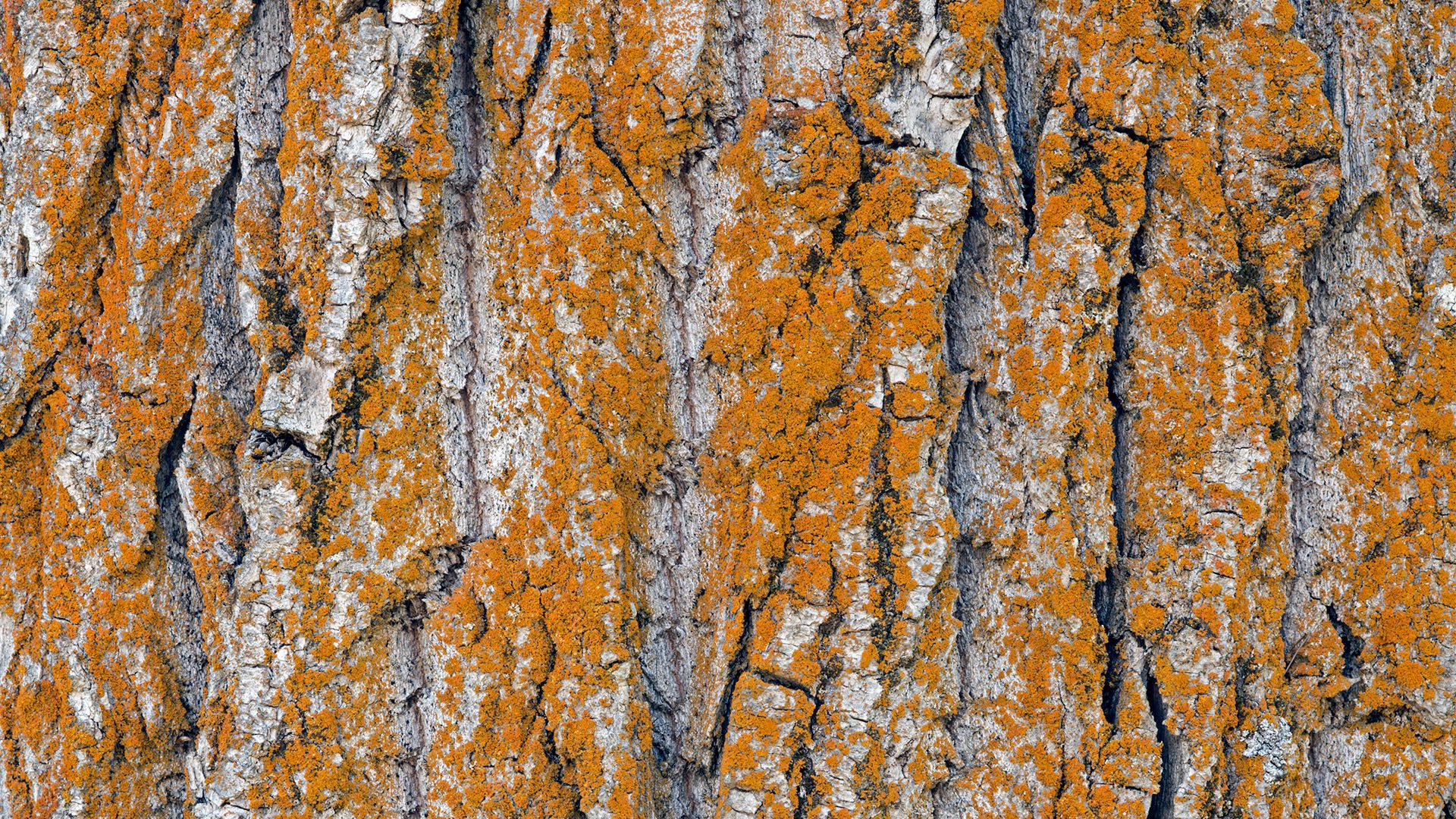 tree trunk bark