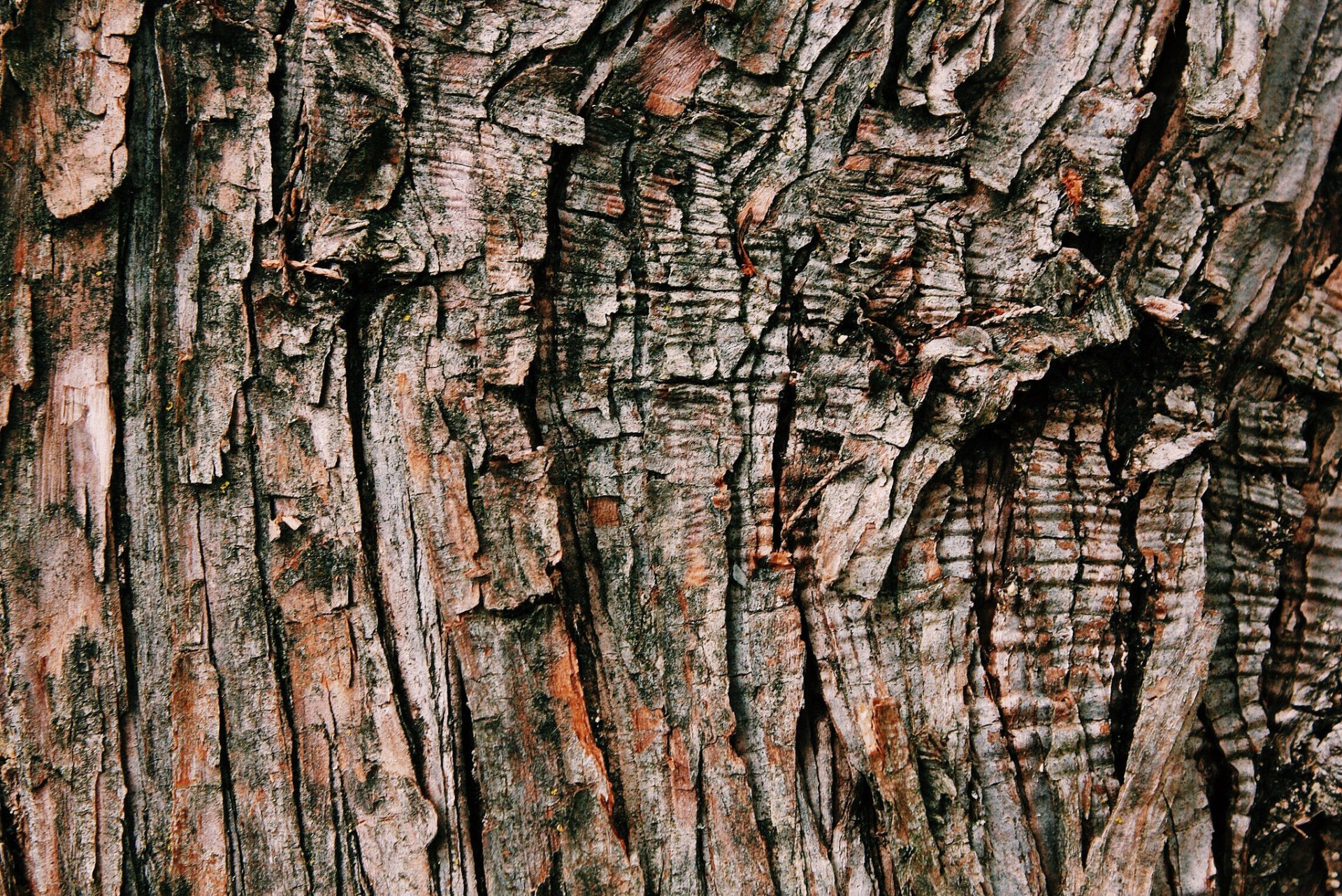 corteza madera textura fondo