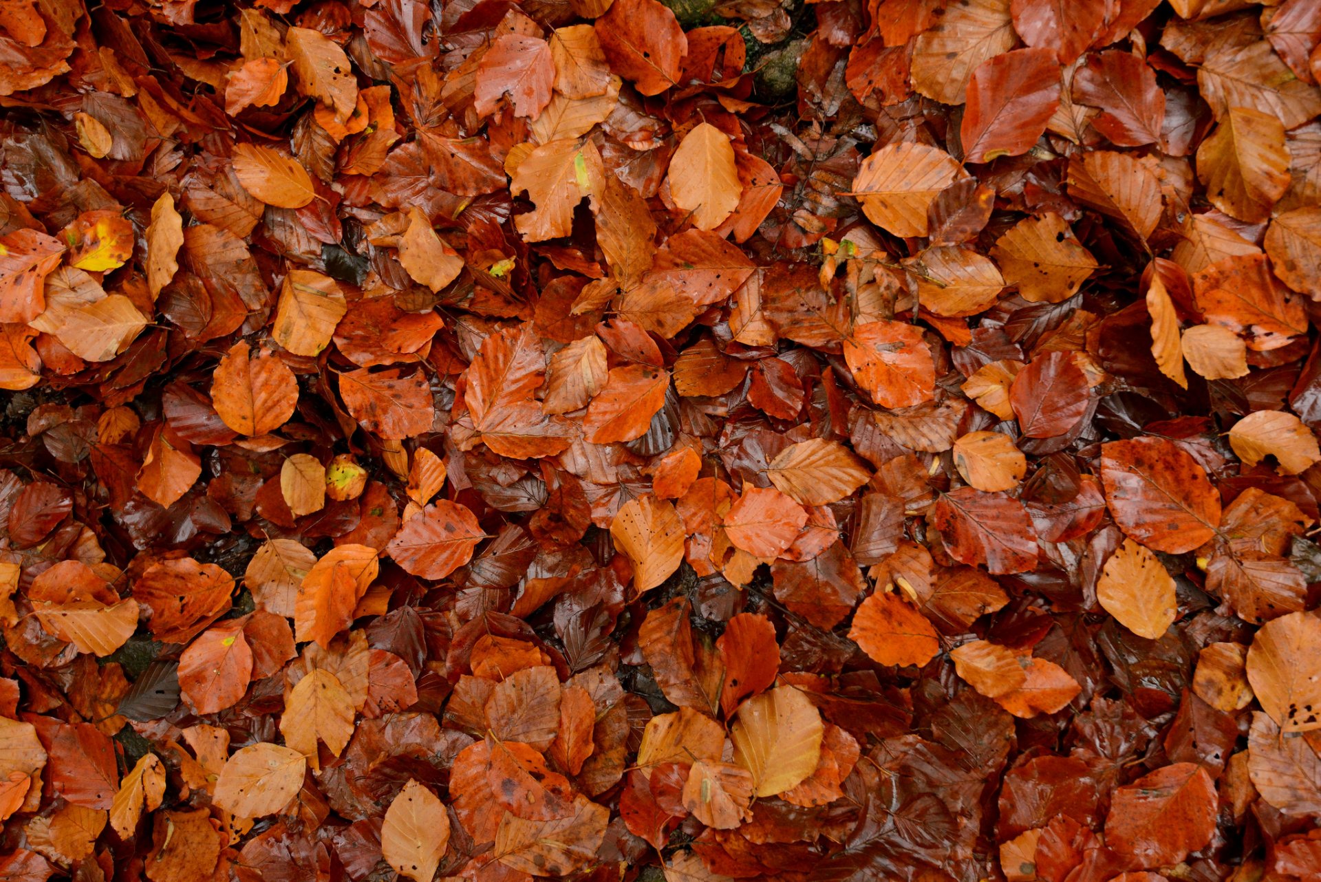 blätter viele makro herbst