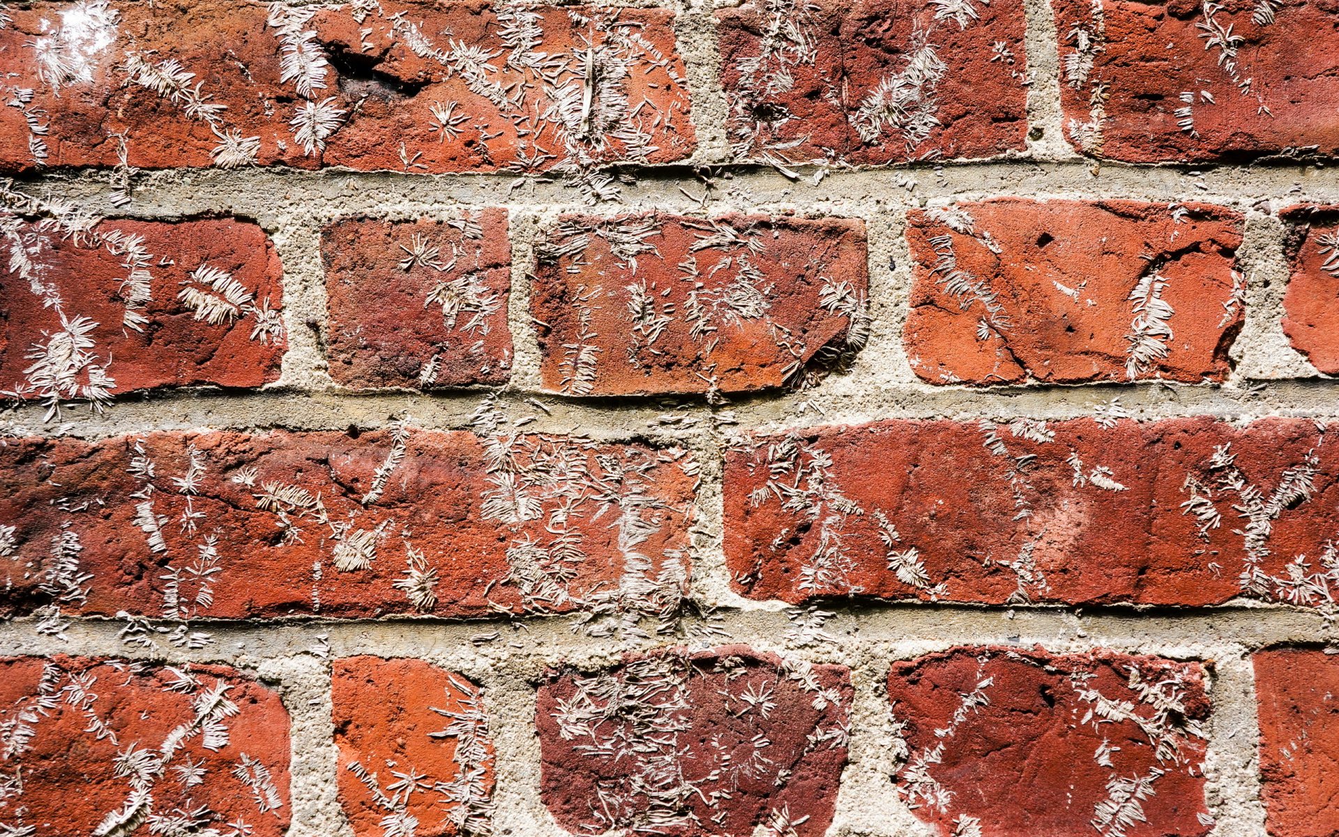 pared ladrillo textura