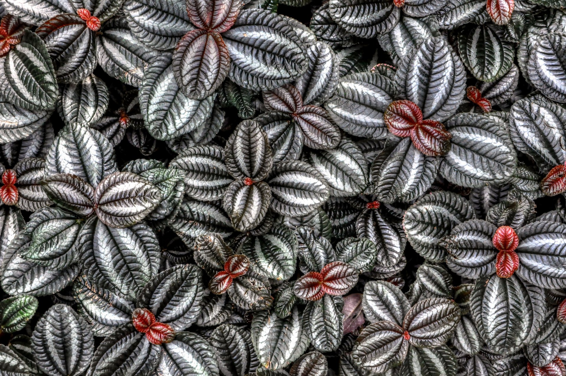 coleus blume plant leaves flowers nature