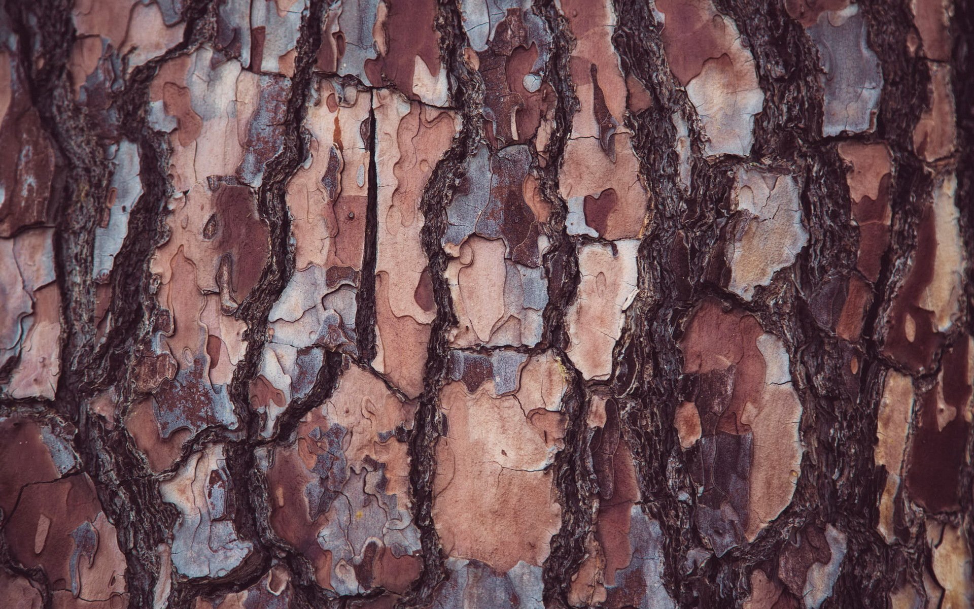 tree bark texture