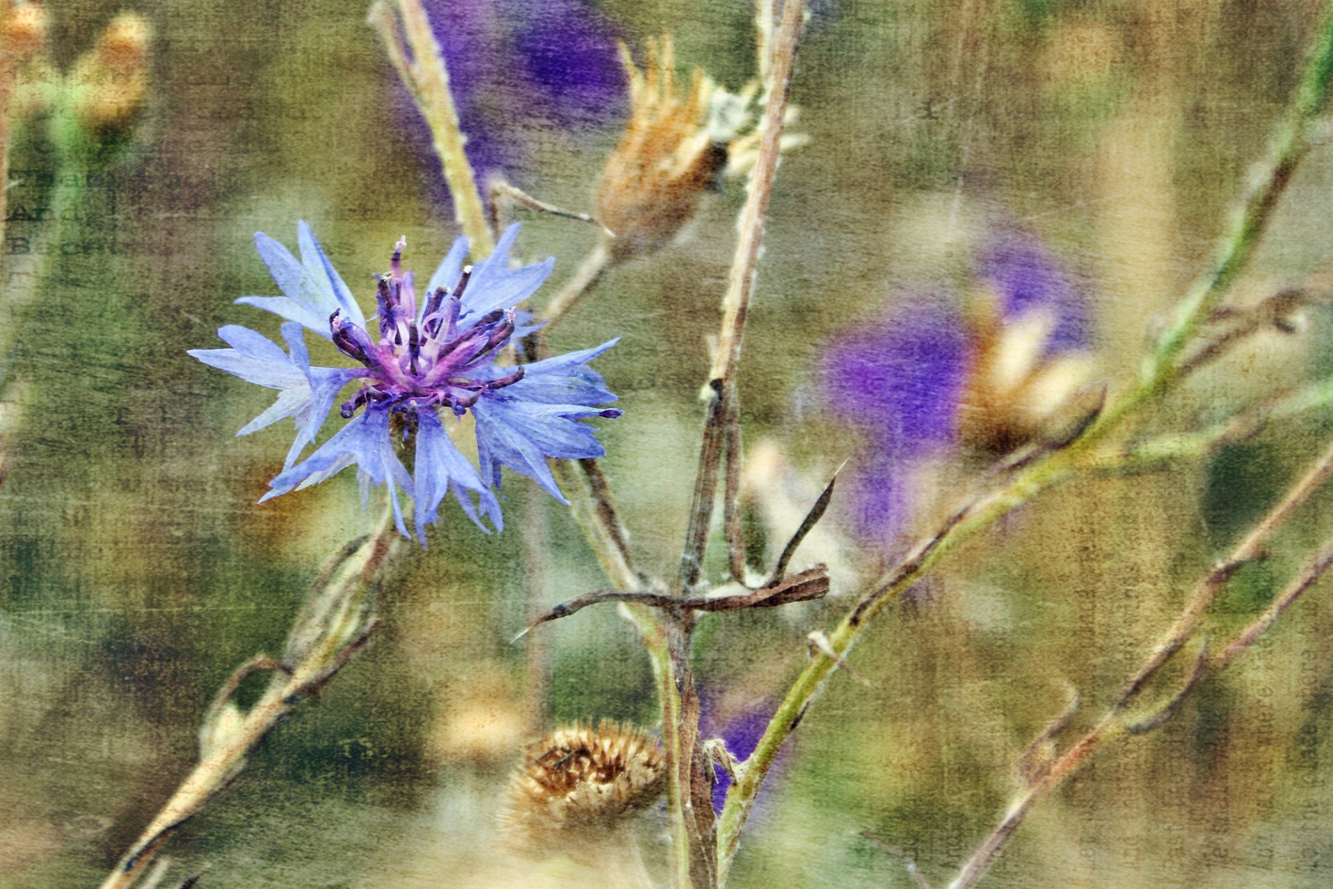 nature fleurs tige plante toile