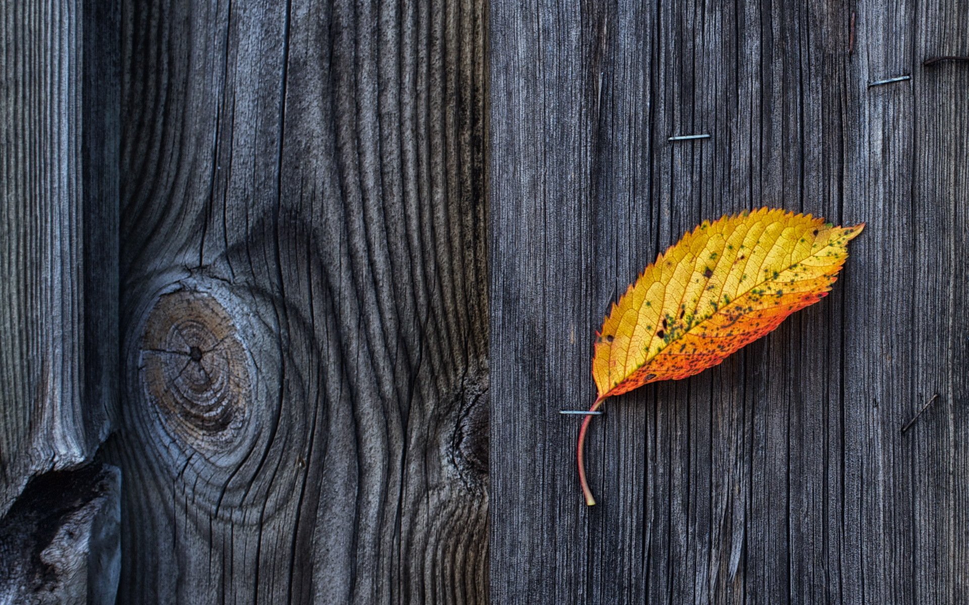 zaun bretter blatt