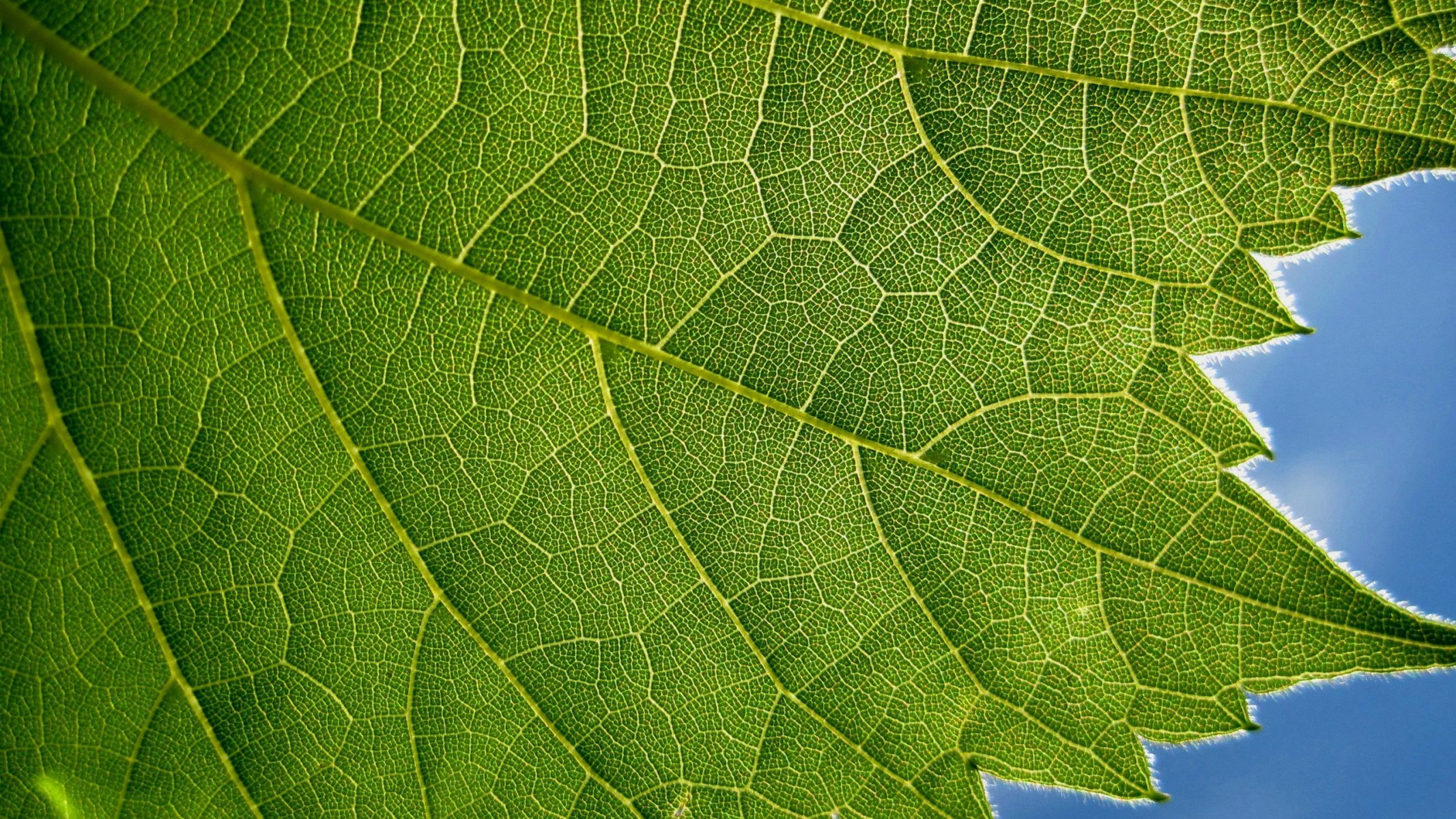 plant leaf green blue