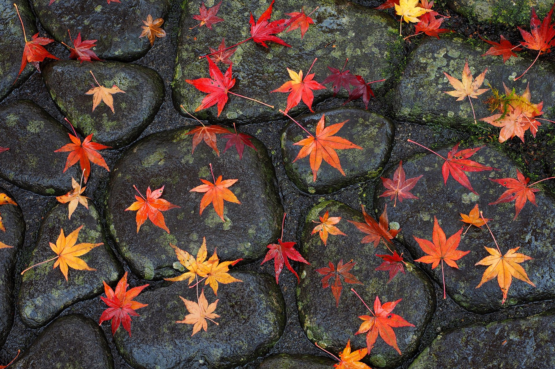 route pavé pierres feuilles automne