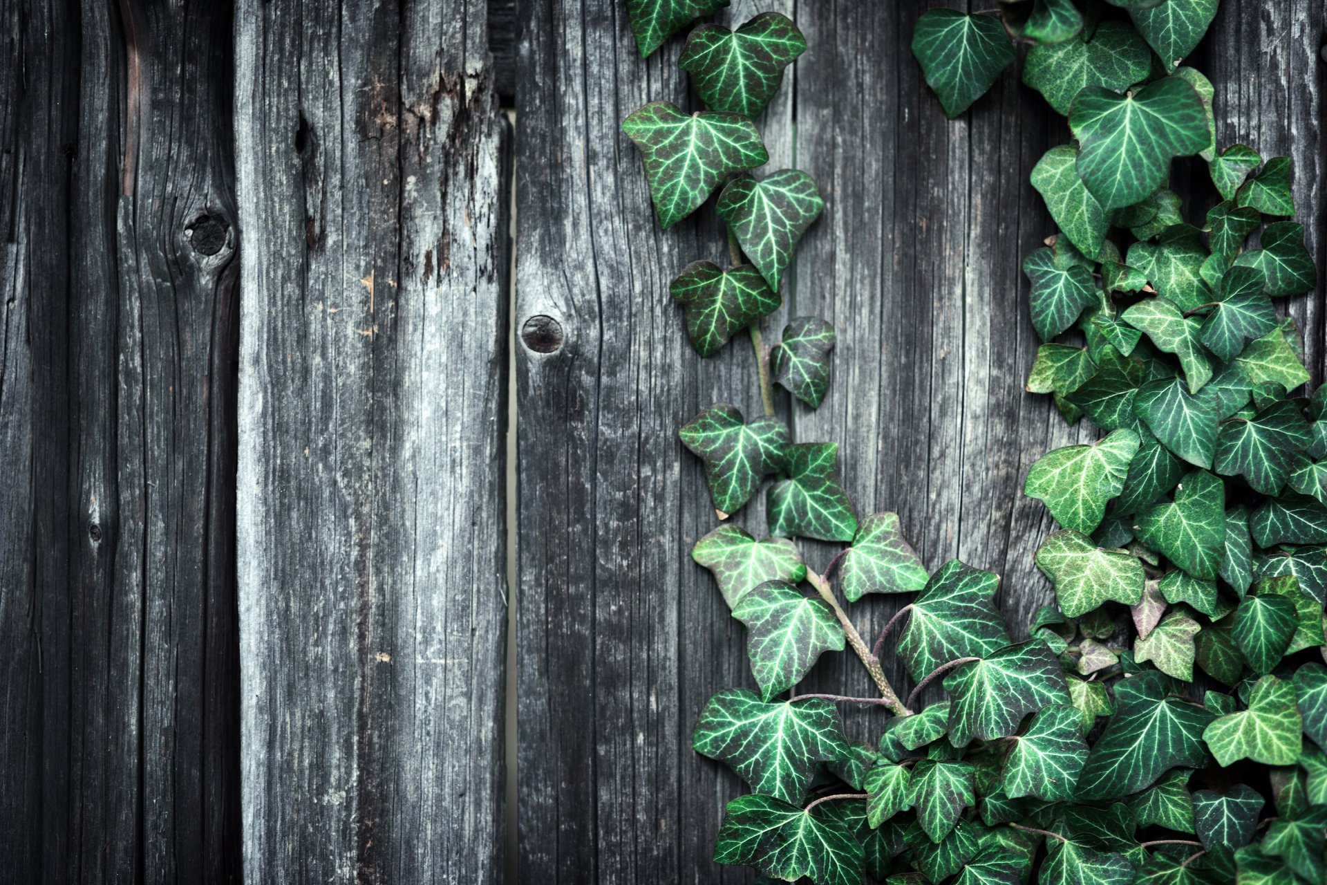 board wooden fence plant leaves texture