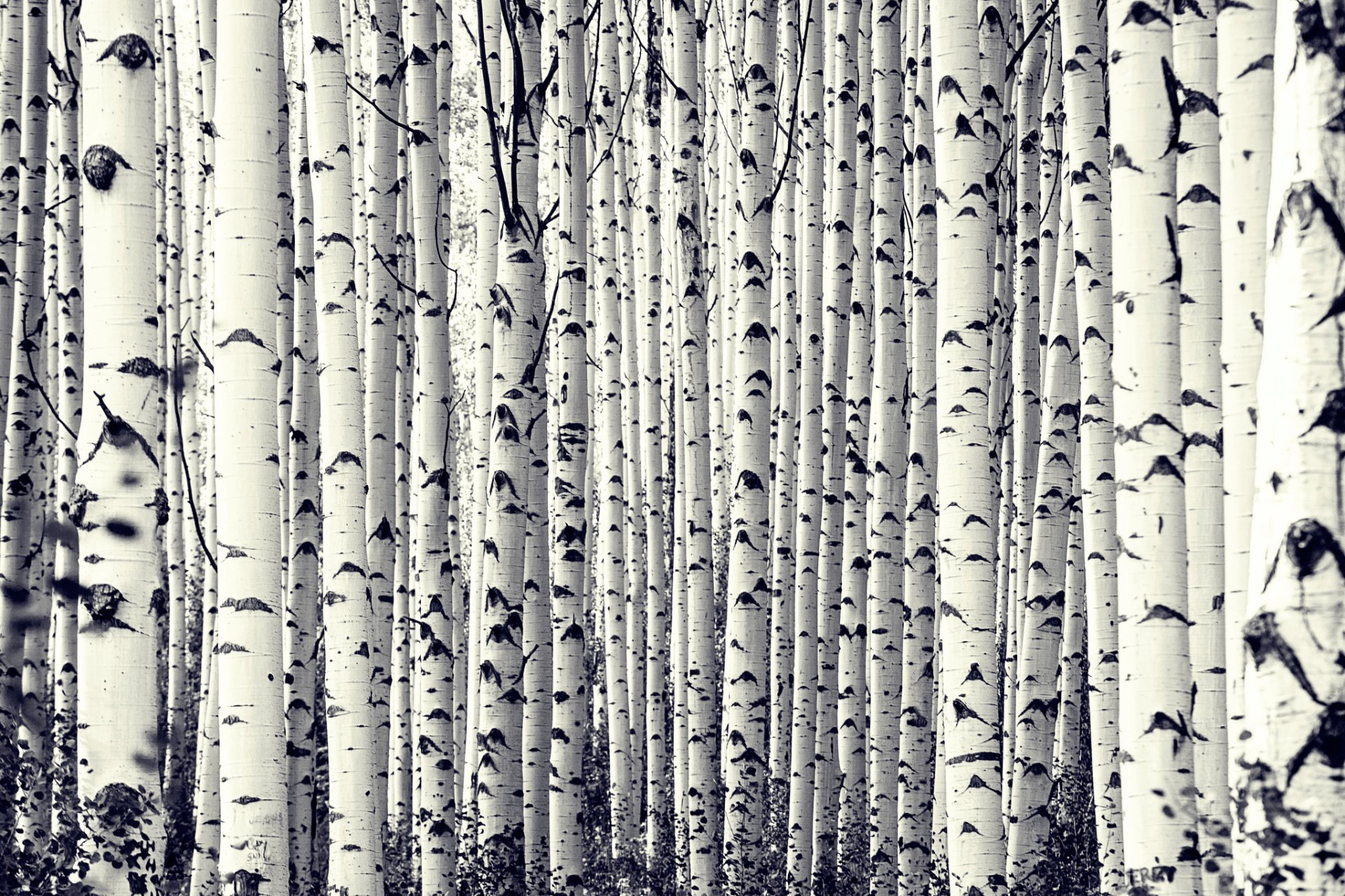 birch tree