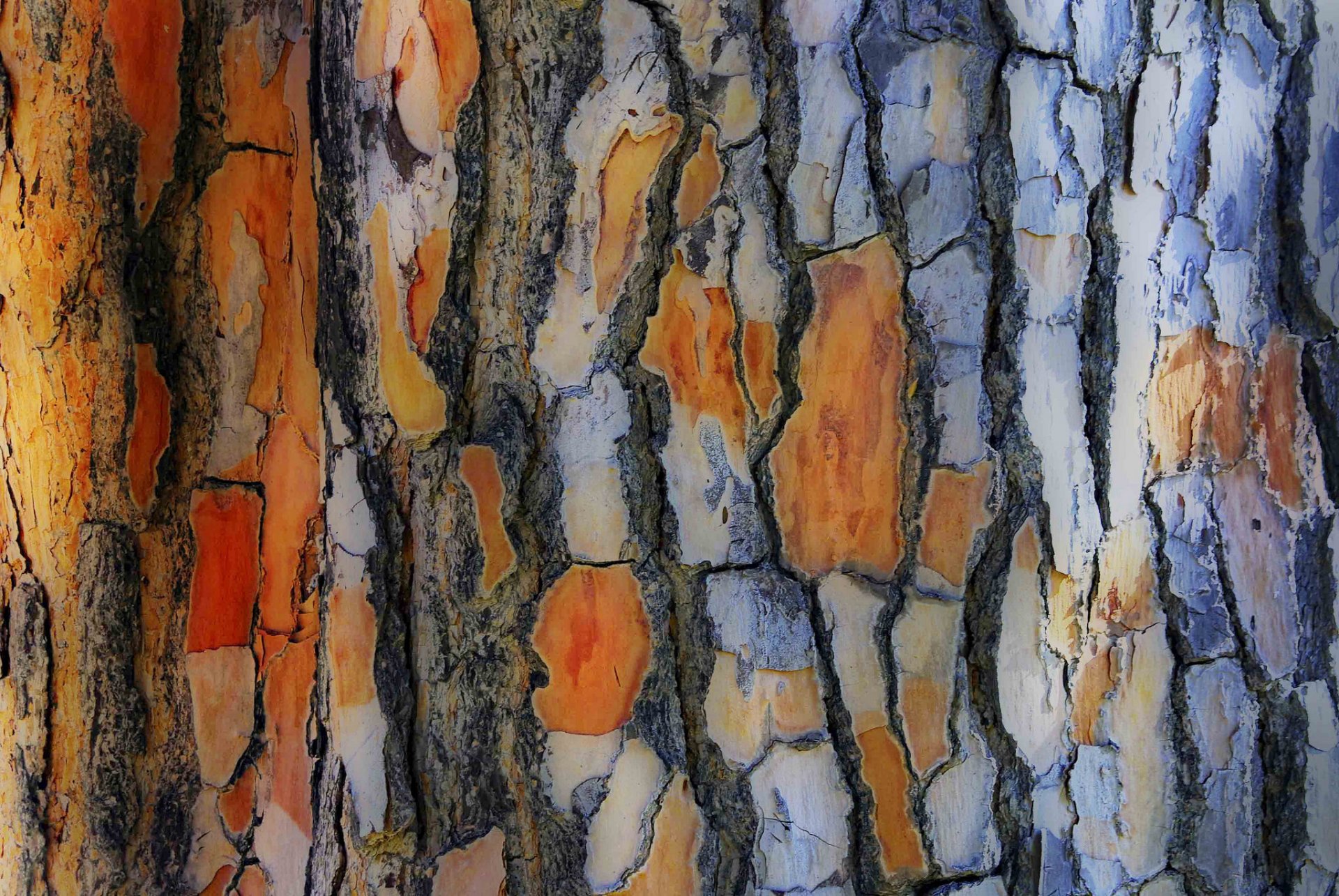 albero tronco corteccia