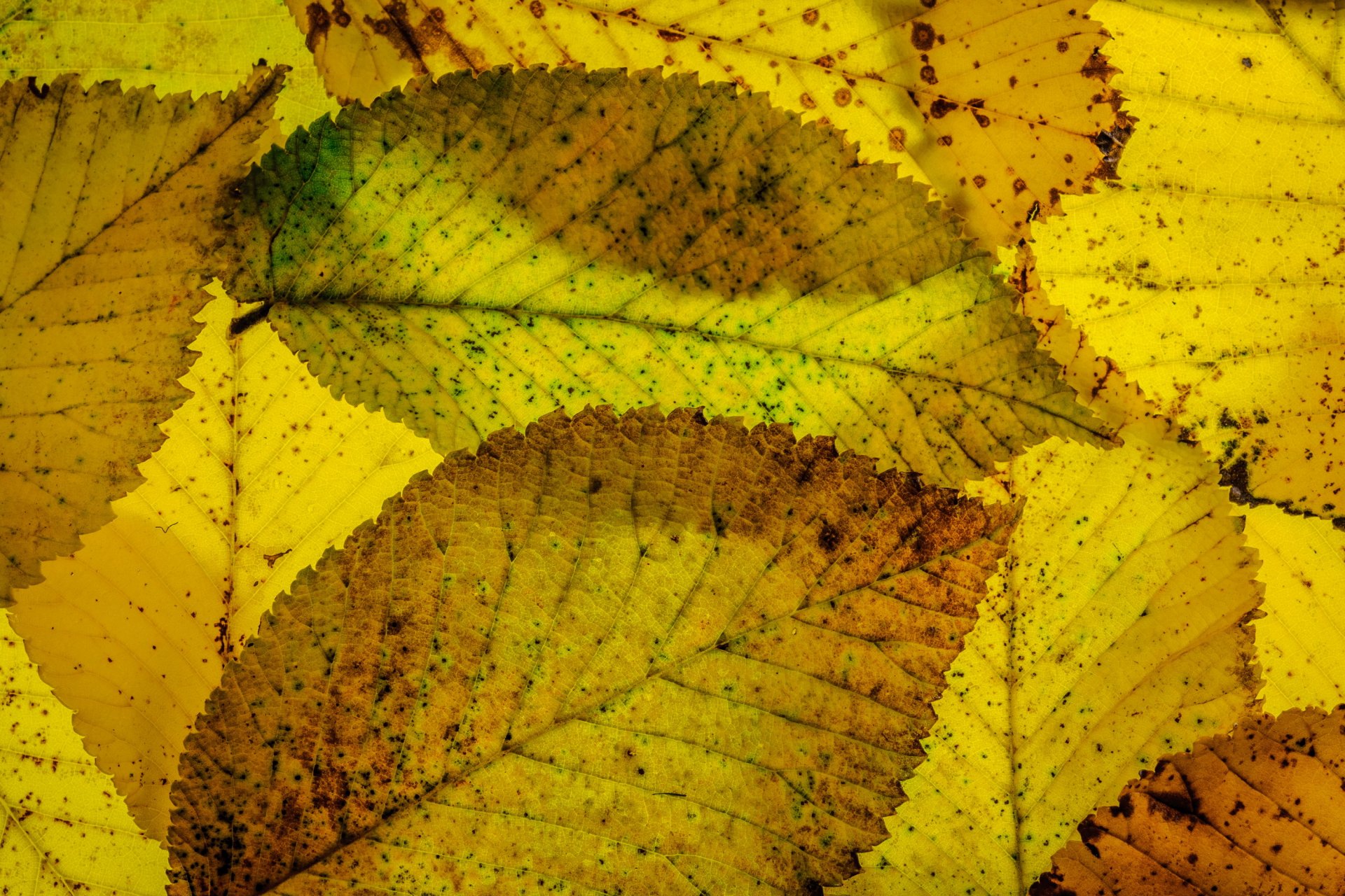 blätter herbst makro